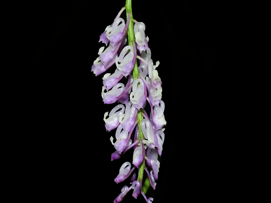 Schoenorchis juncifolia purple x pink