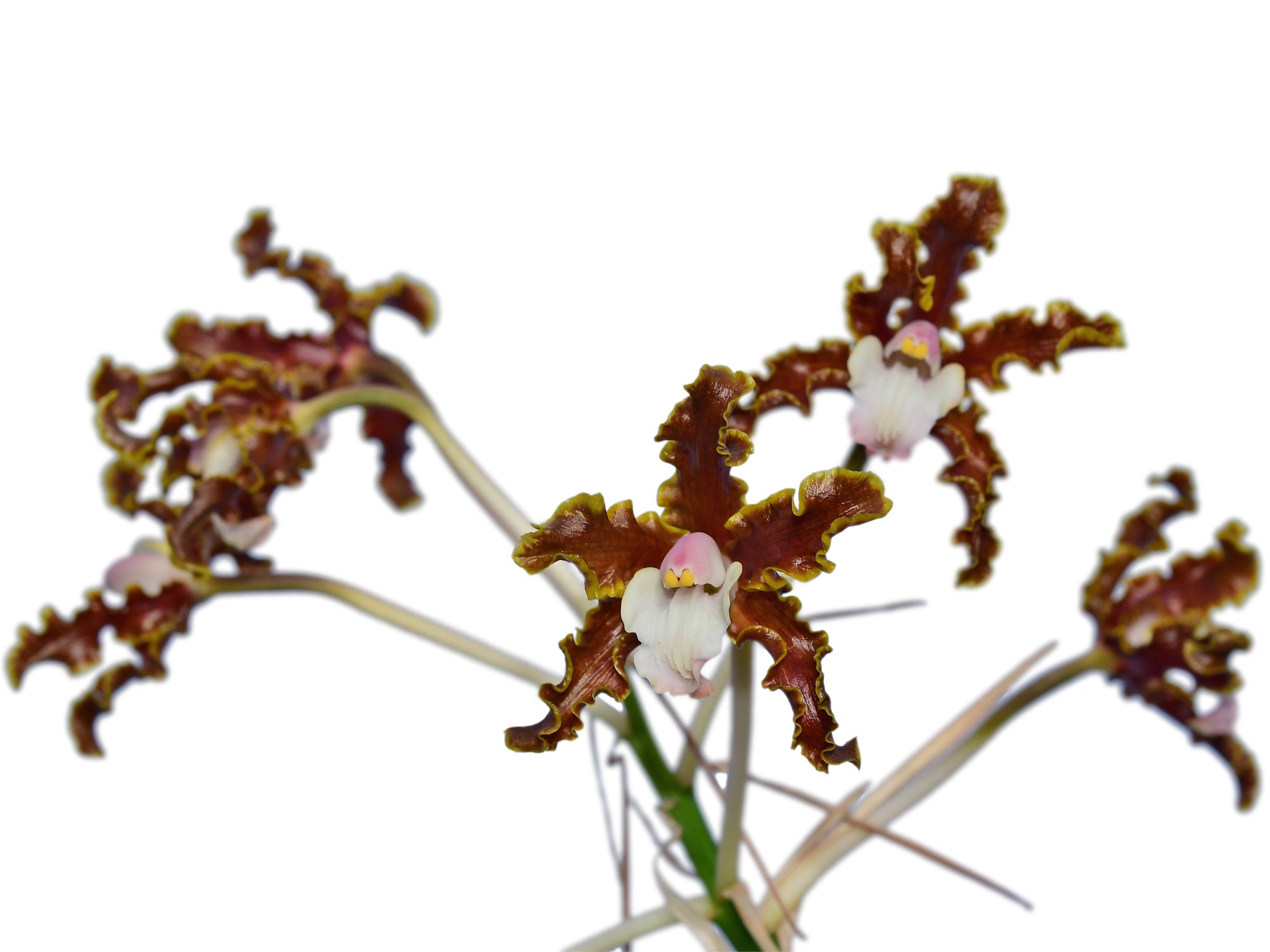 Schomburgkia crispa