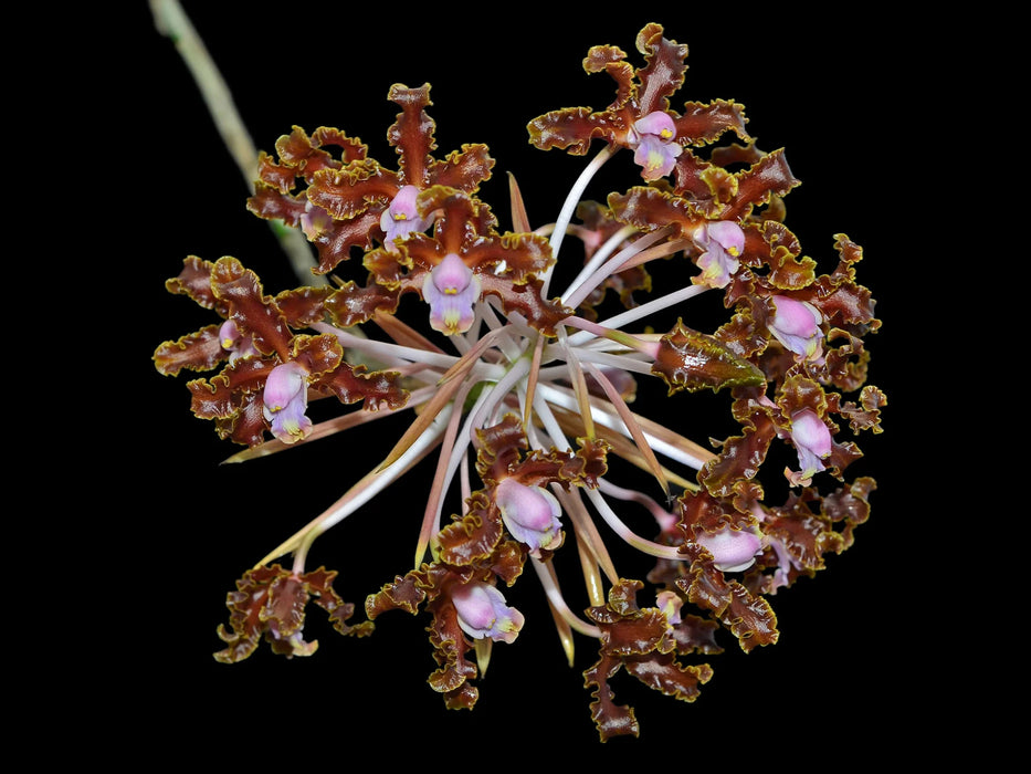 Schomburgkia crispa