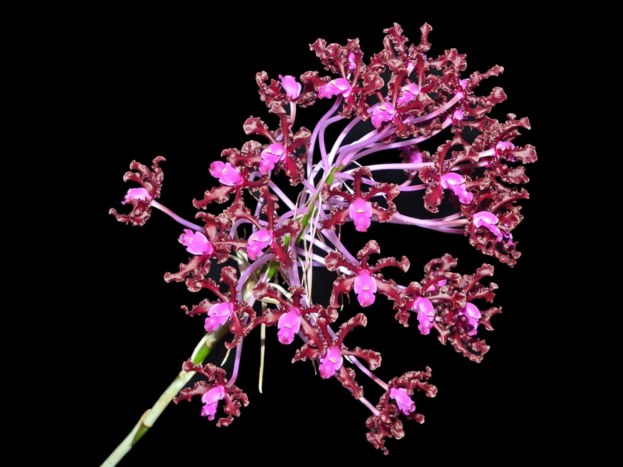 Laelia rosea
