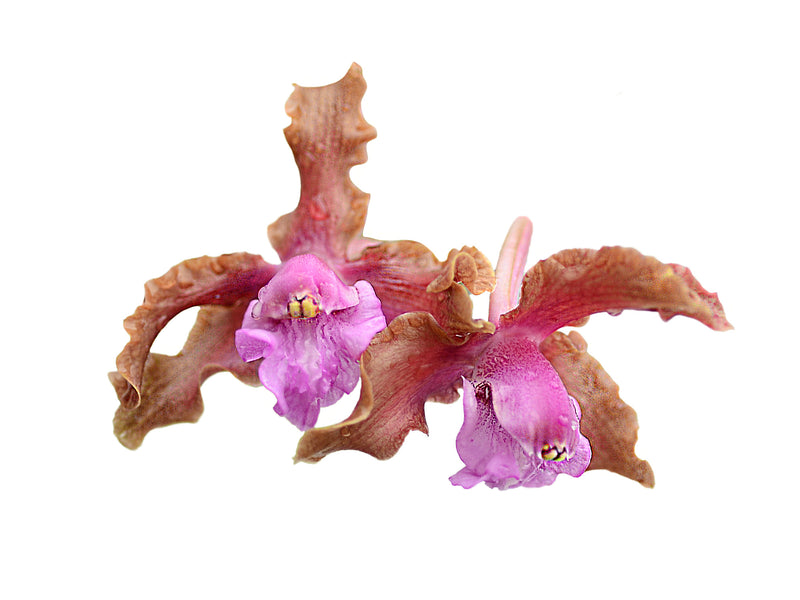 Laelia rosea pink