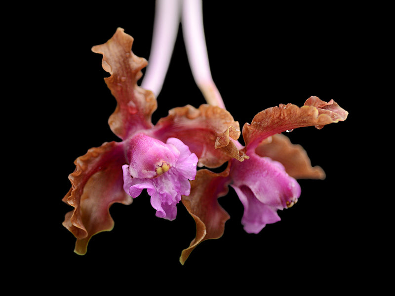 Laelia rosea pink