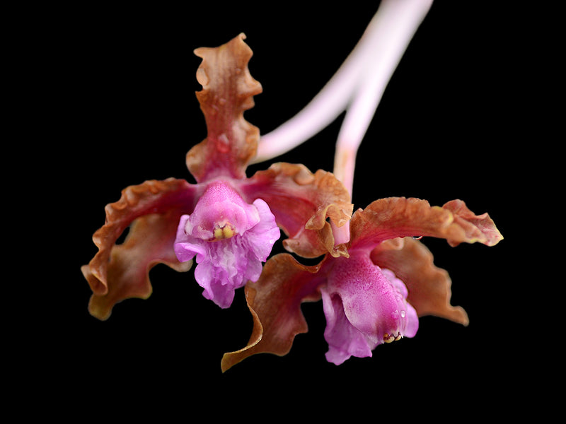 Laelia rosea pink