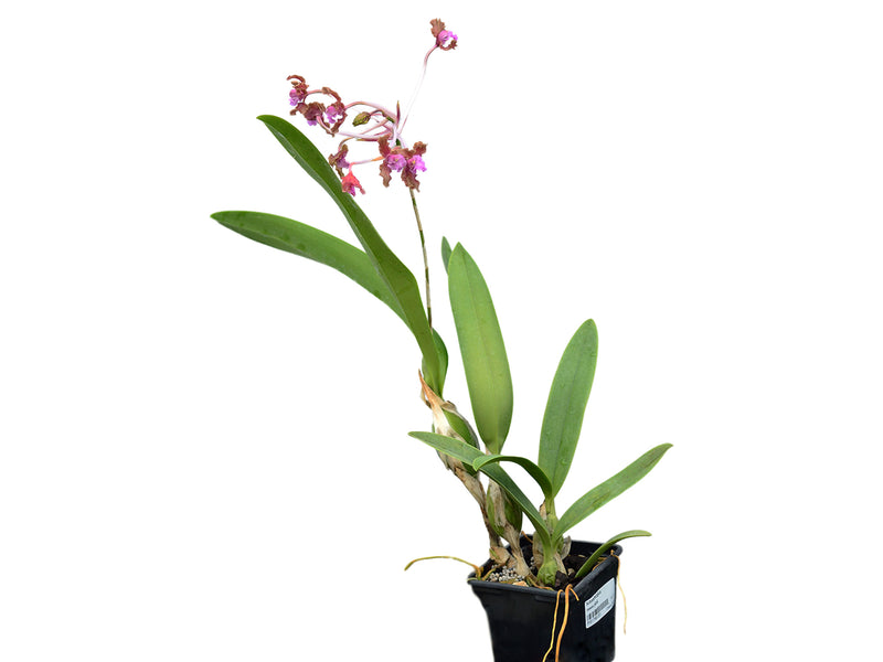 Laelia rosea pink