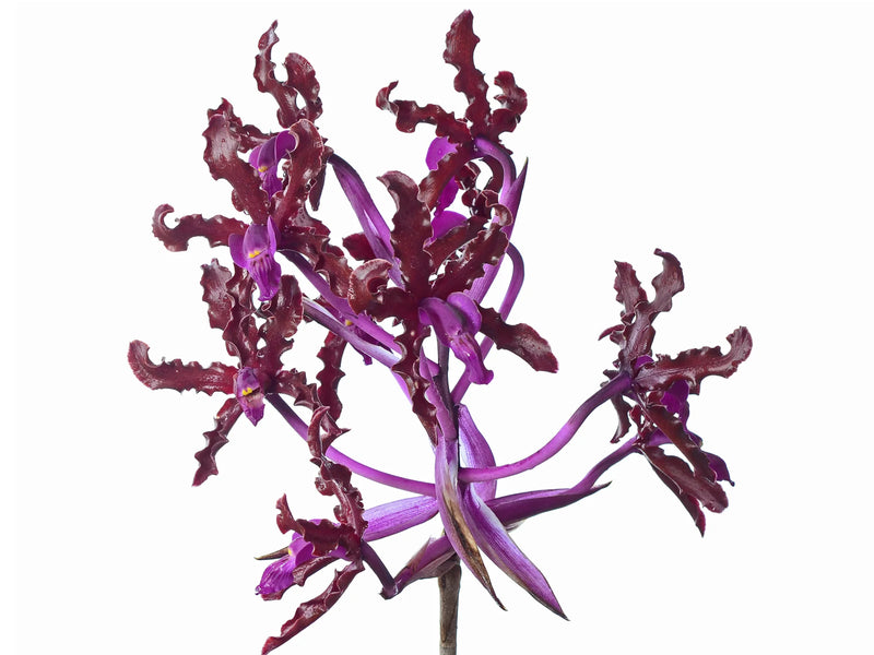 Laelia splendida