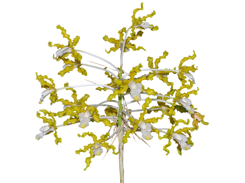 Schomburgkia undulata xanthina