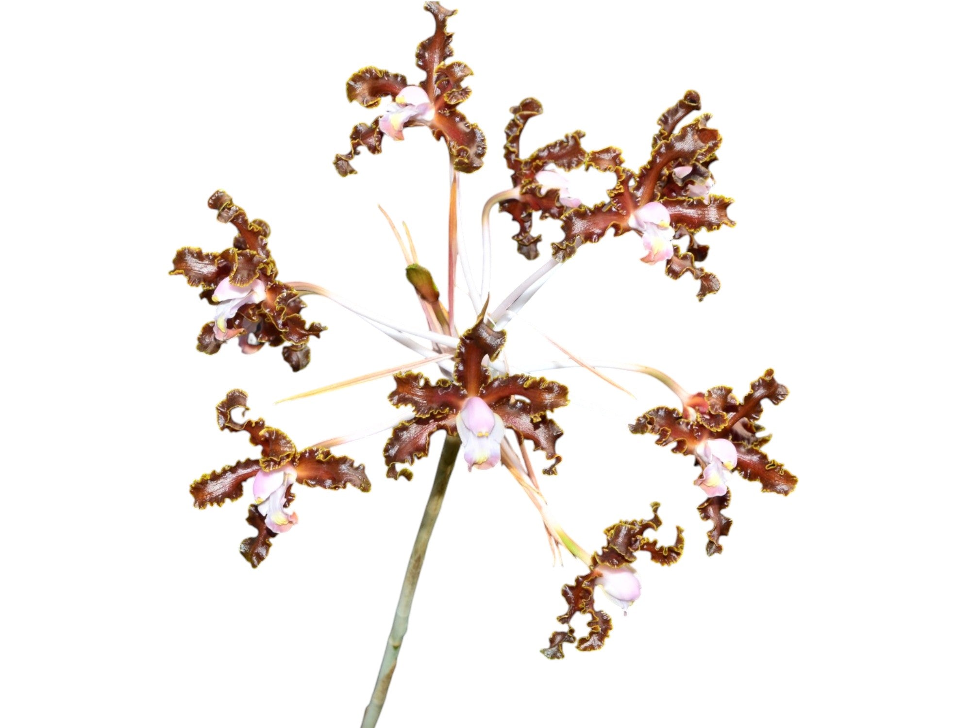 Laelia weberbaueriana