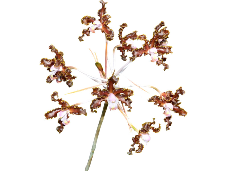 Laelia weberbaueriana