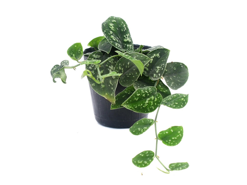 Scindapsus pictus 'Tricolor'