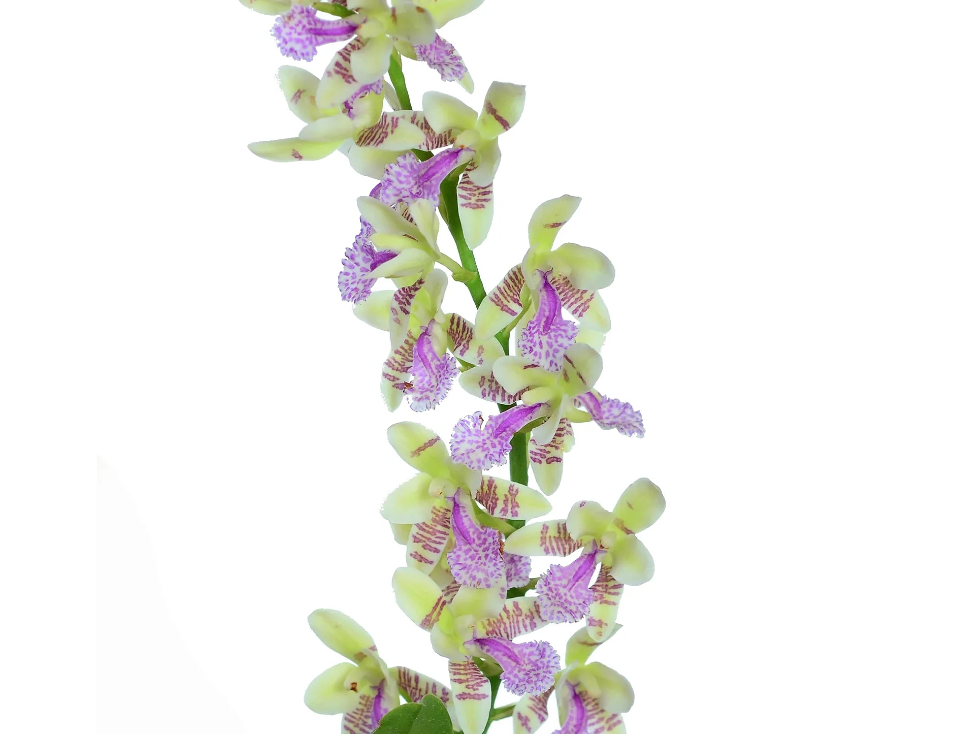 Sedirea japonica
