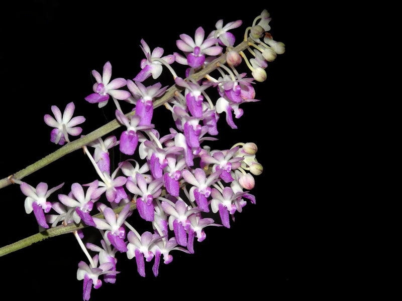 Seidenfadenia mitrata