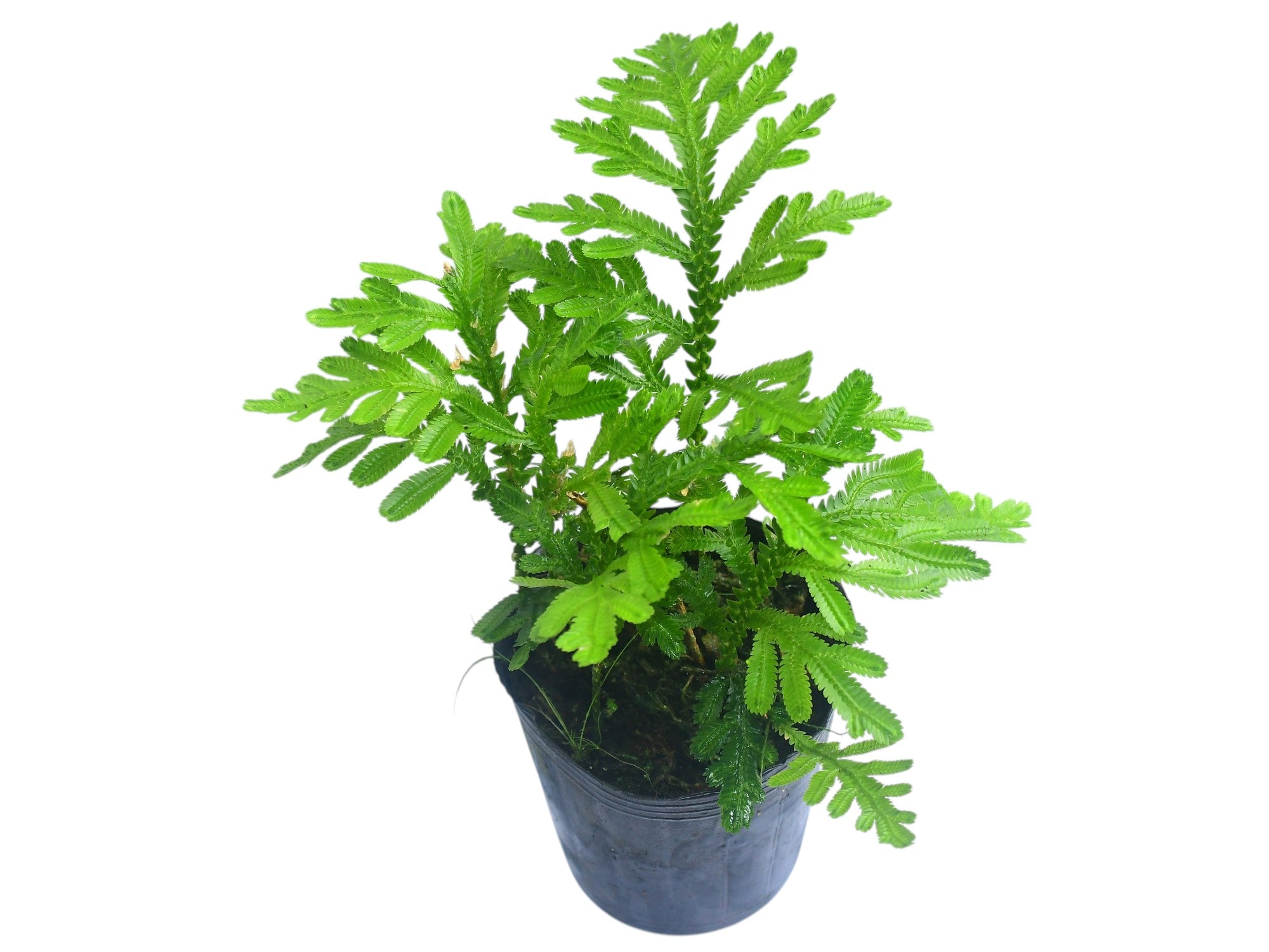 Selaginella kerstingii