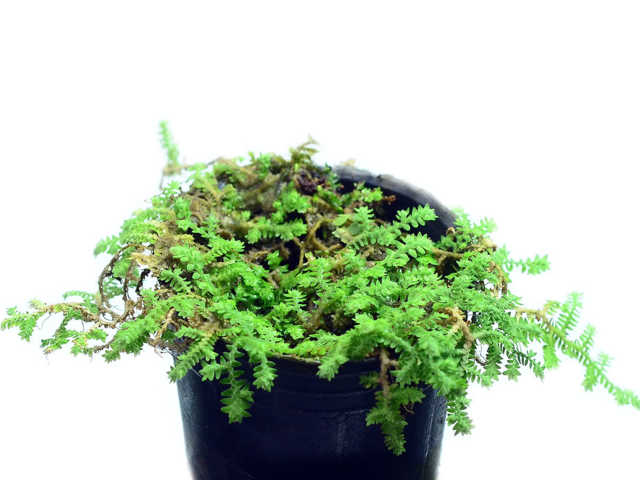 Selaginella speciosa mini