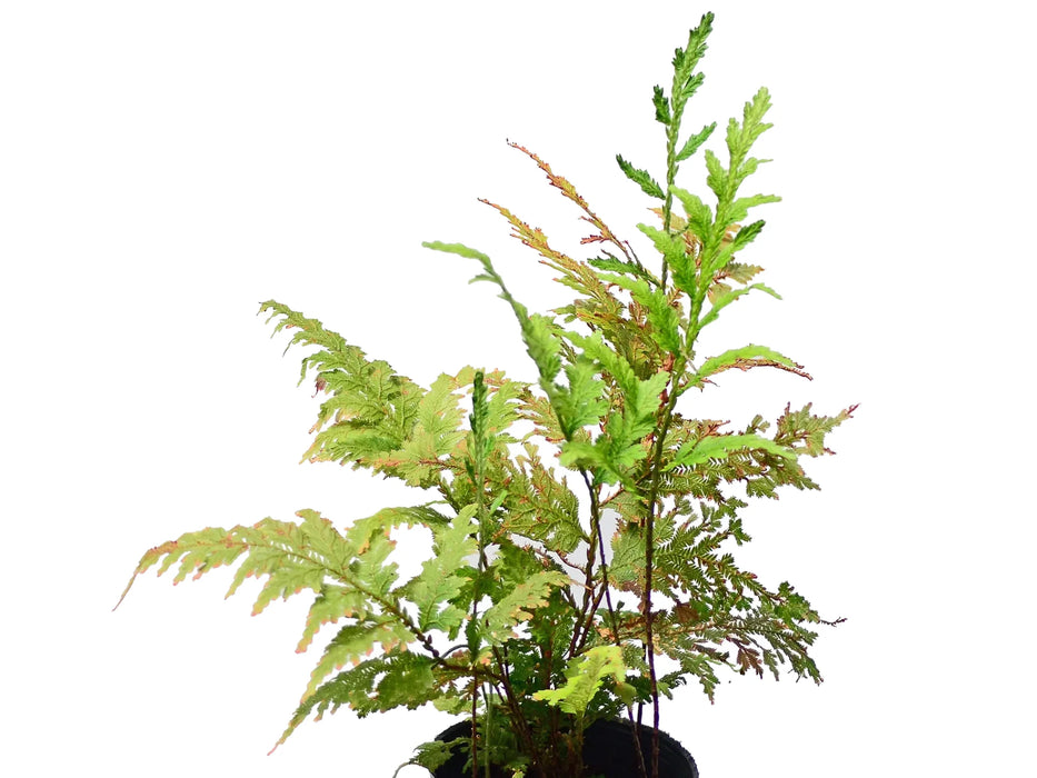 Selaginella umbrosa