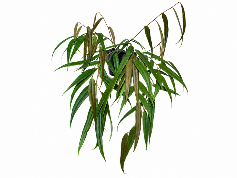 Semiramisia speciosa narrow leaf