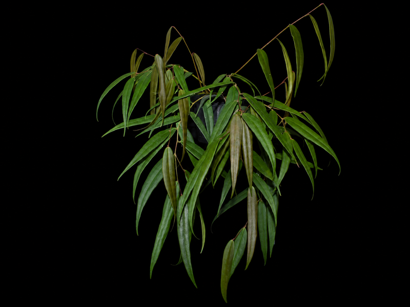 Semiramisia speciosa narrow leaf
