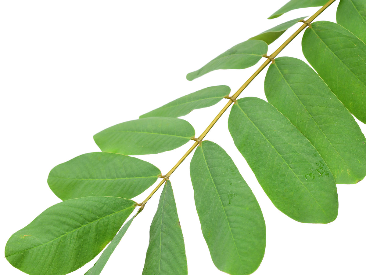 Senna alata