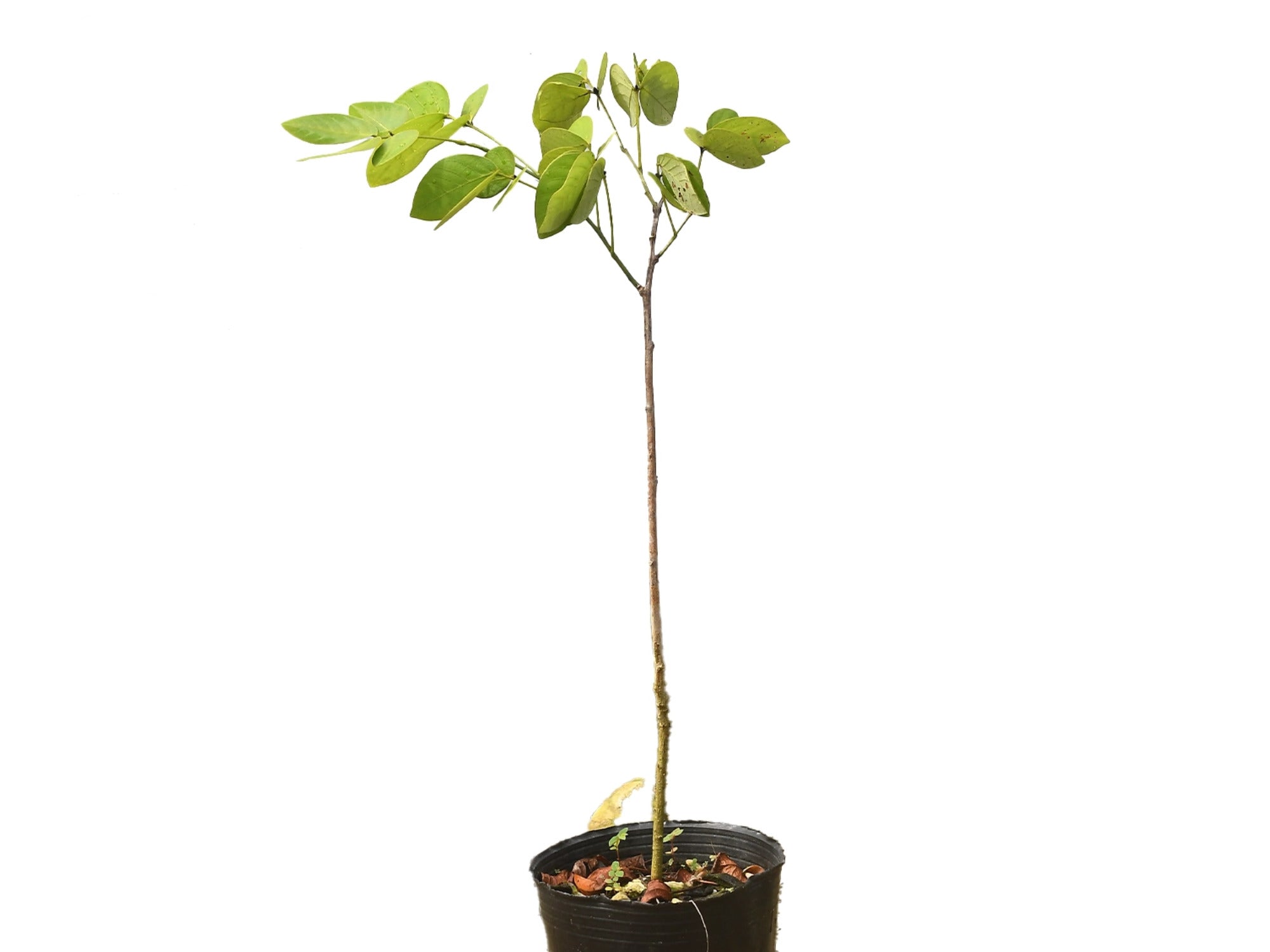 Senna trolliiflora