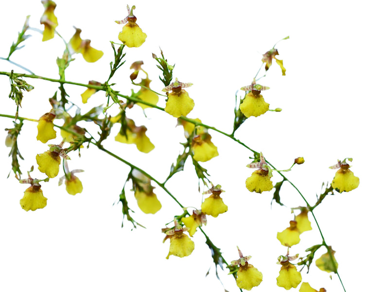 Oncidium amazonicum