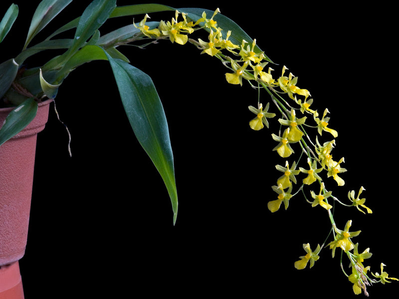Oncidium amazonicum