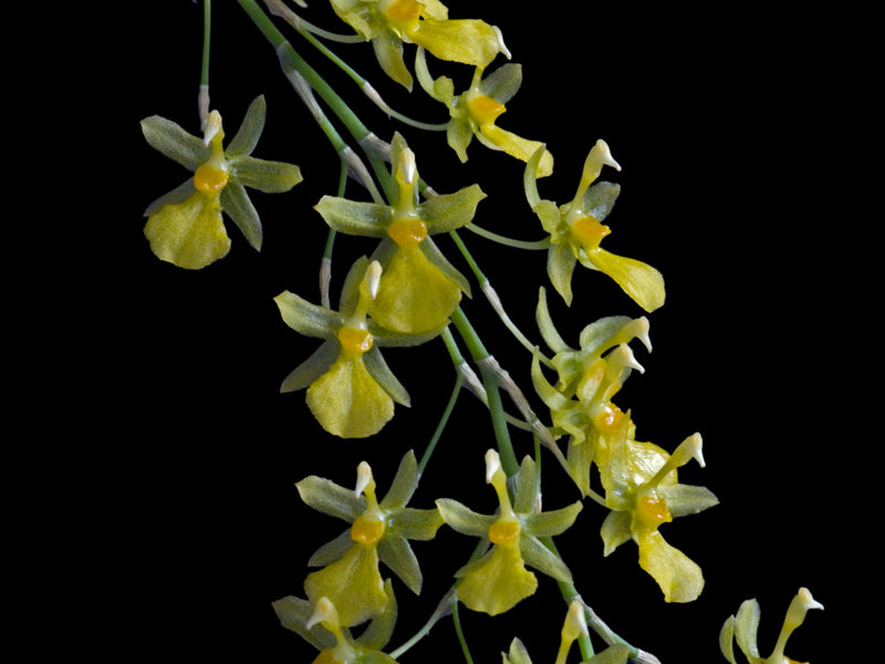 Oncidium amazonicum