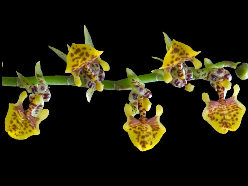 Oncidium eliae