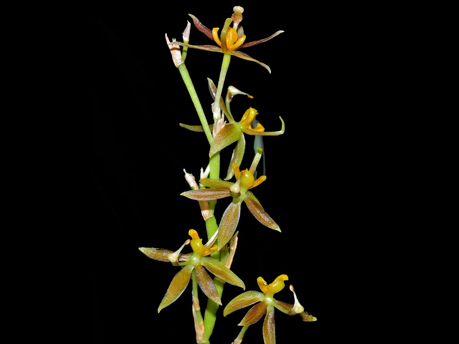 Sigmatostalix morganii