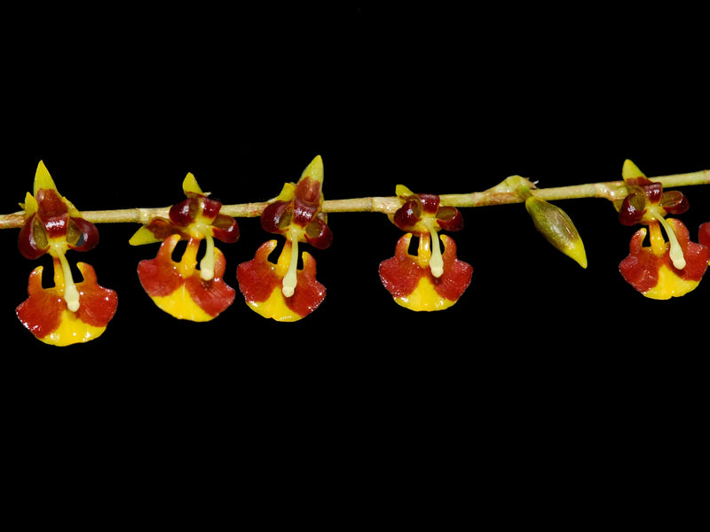 Oncidium poikilostalix