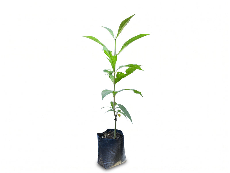 Simira rubescens