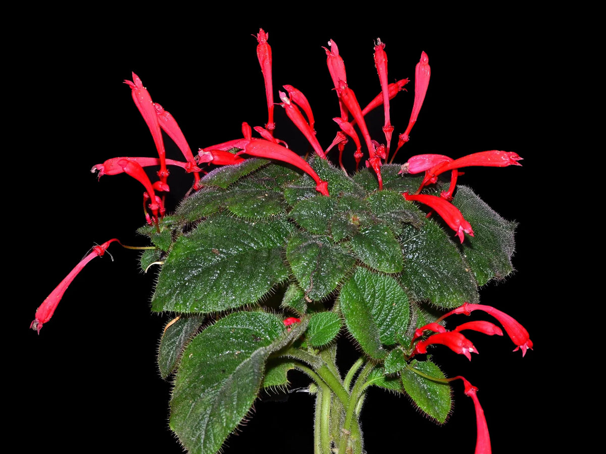 Sinningia lineata — Ecuagenera Orquídeas del Ecuador