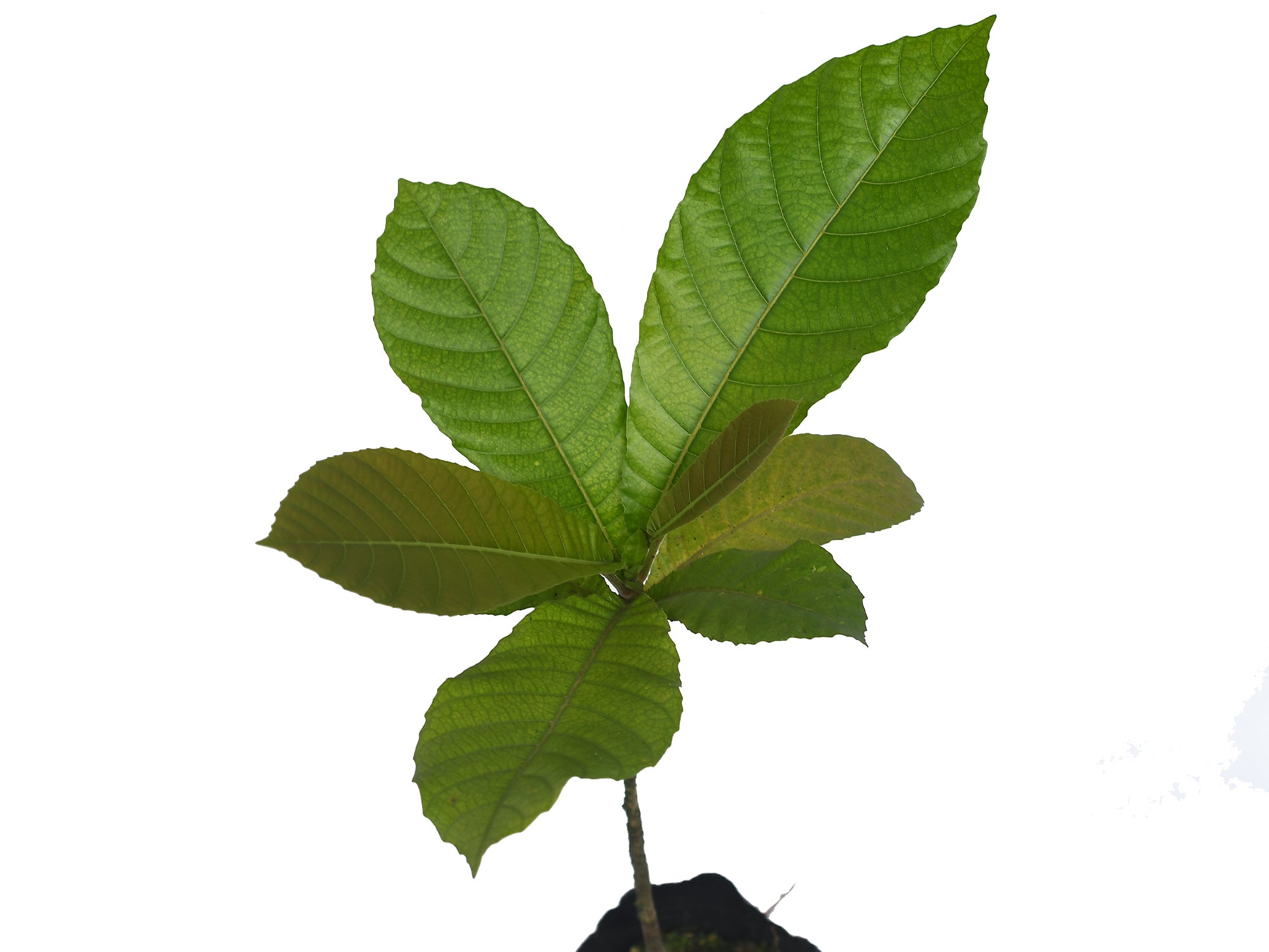 Sloanea grandiflora