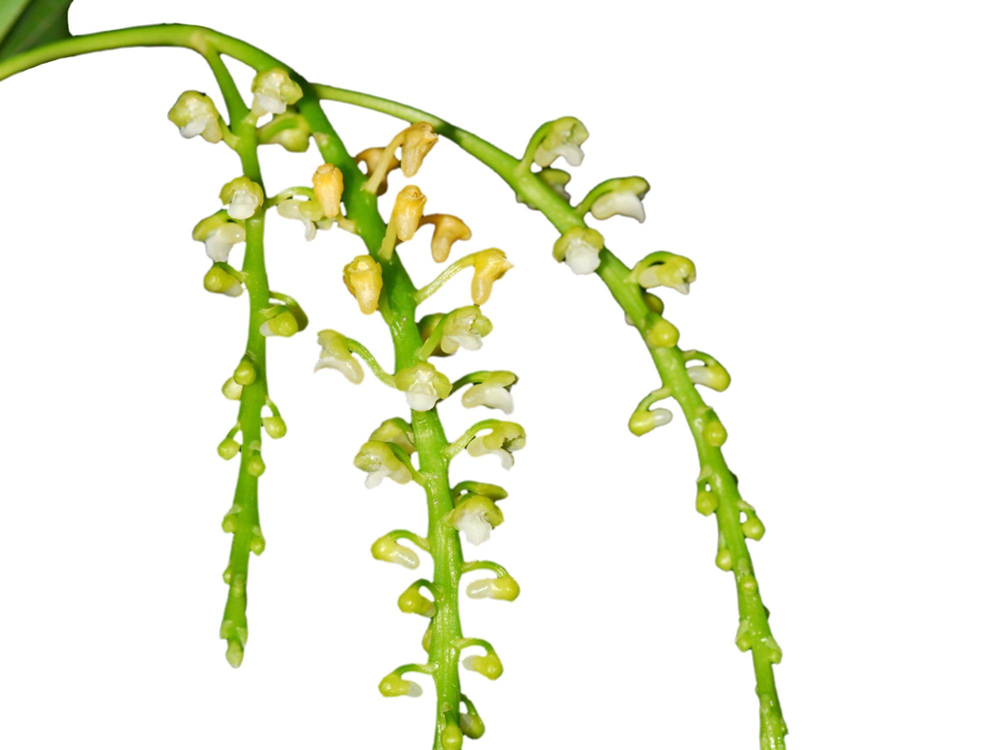 Smitinandia helferi