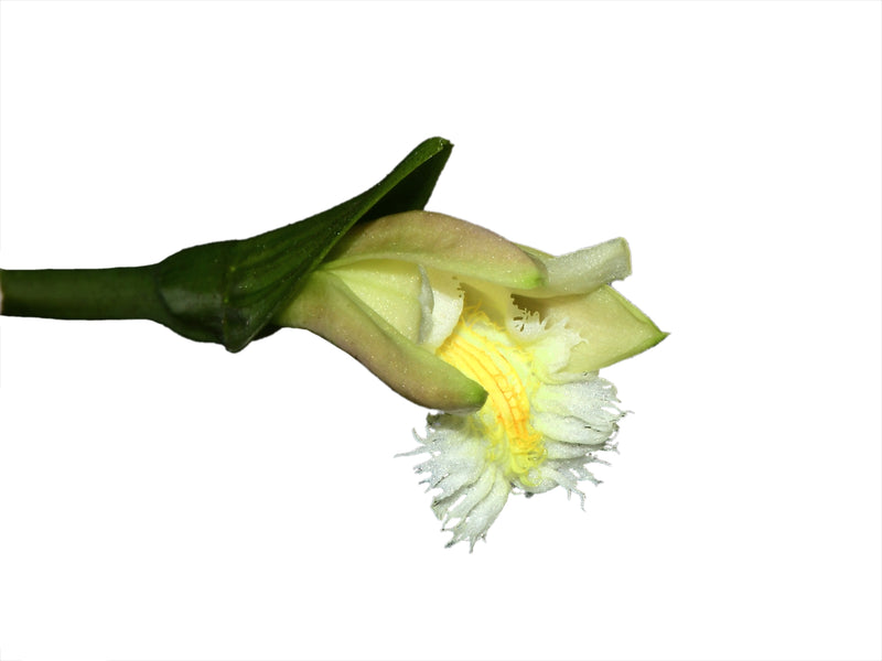Sobralia fragrans