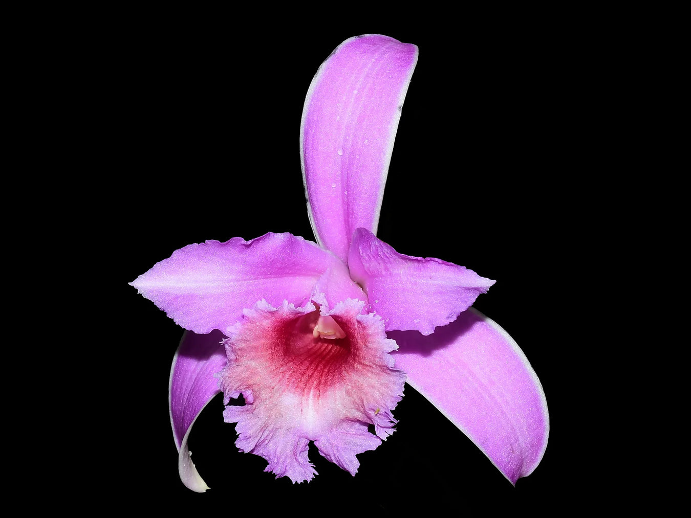 Sobralia híbrida