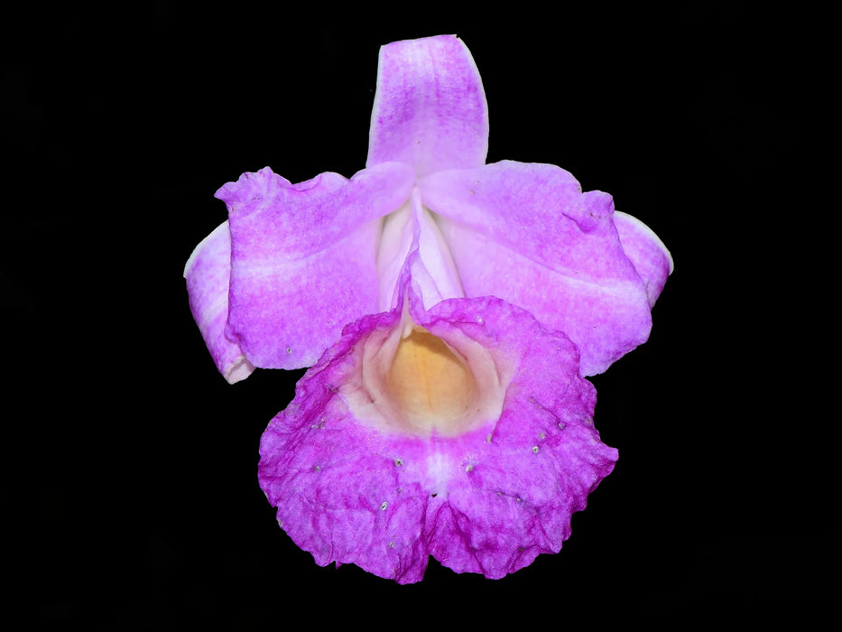 Sobralia Guatemala