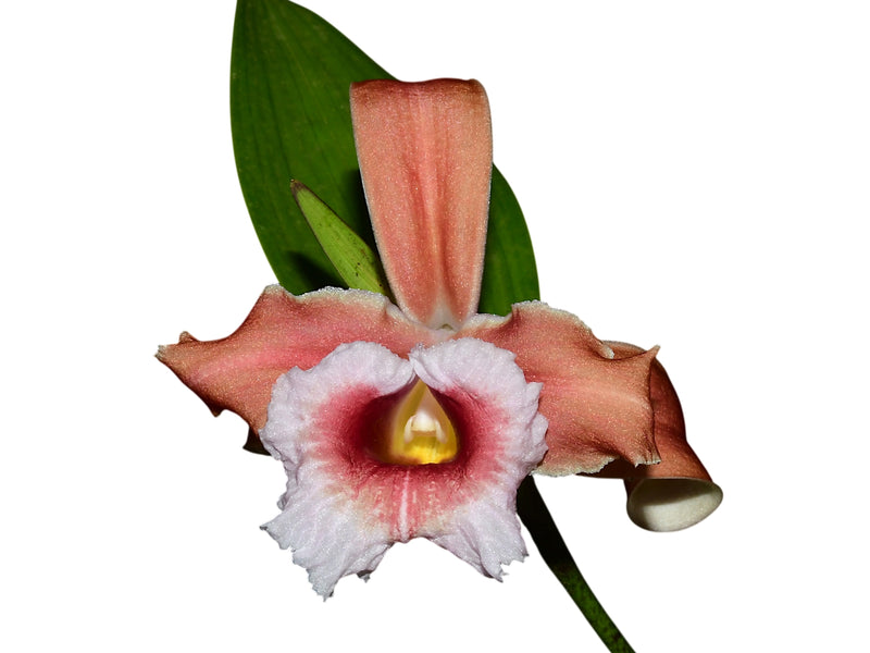 Sobralia atropubescens