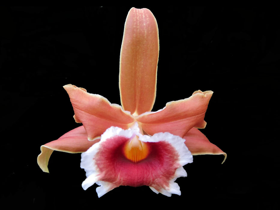 Sobralia atropubescens