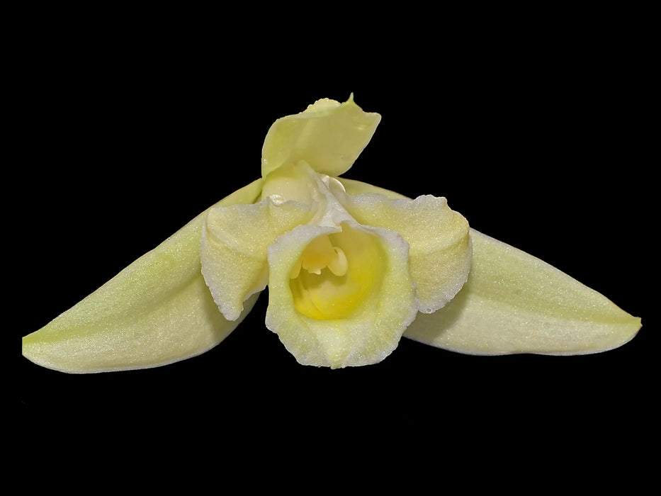 Sobralia atropubescens alba