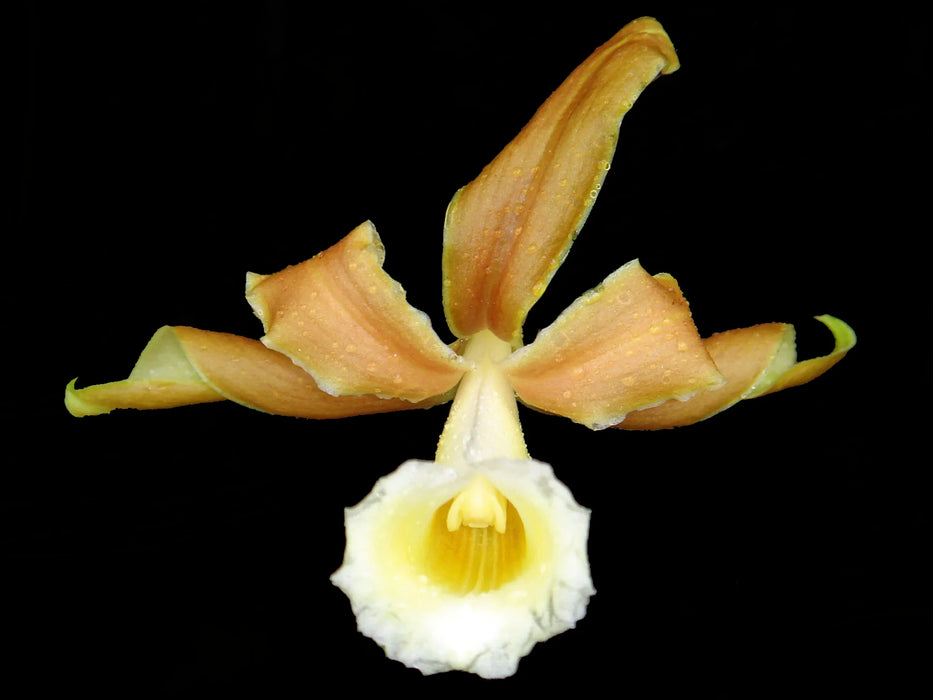 Sobralia atropubescens light