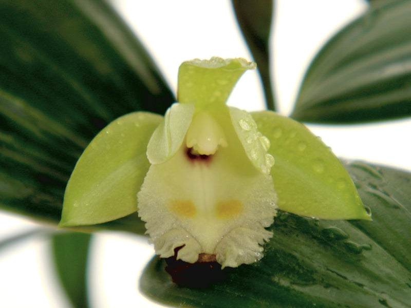 Sobralia bimaculata