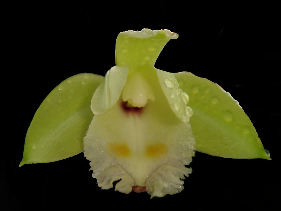 Sobralia bimaculata