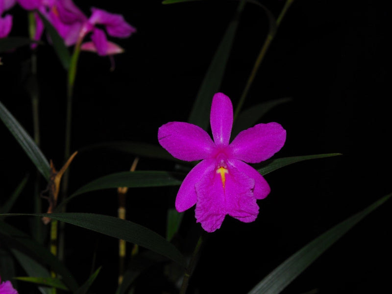 Sobralia callosa