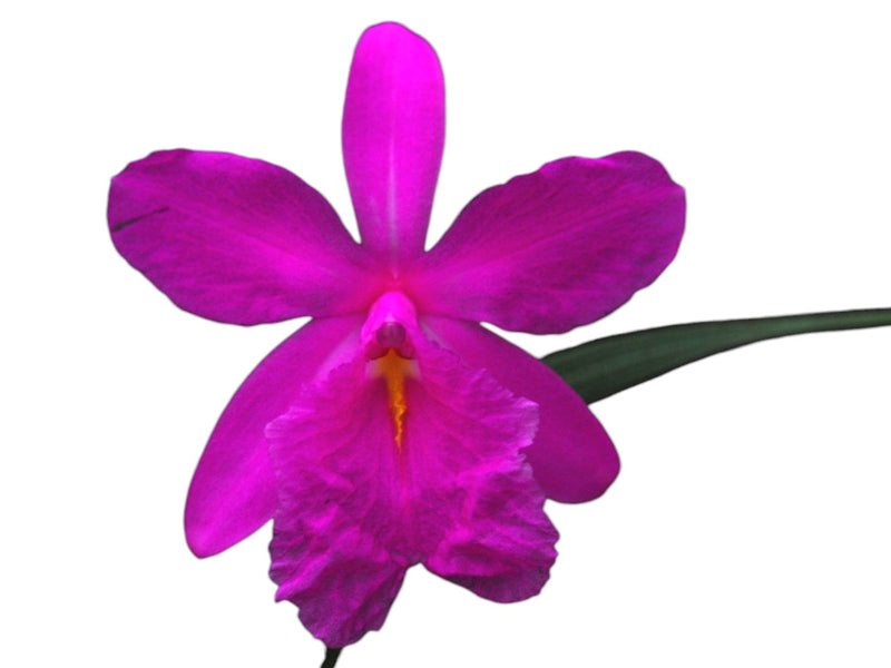 Sobralia callosa