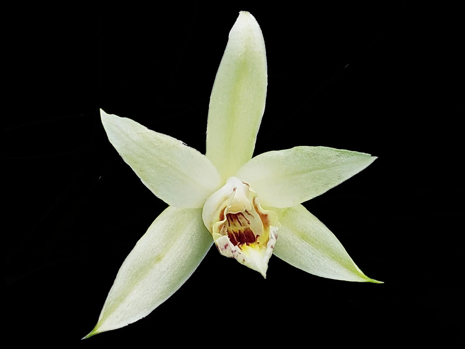 Sobralia candida