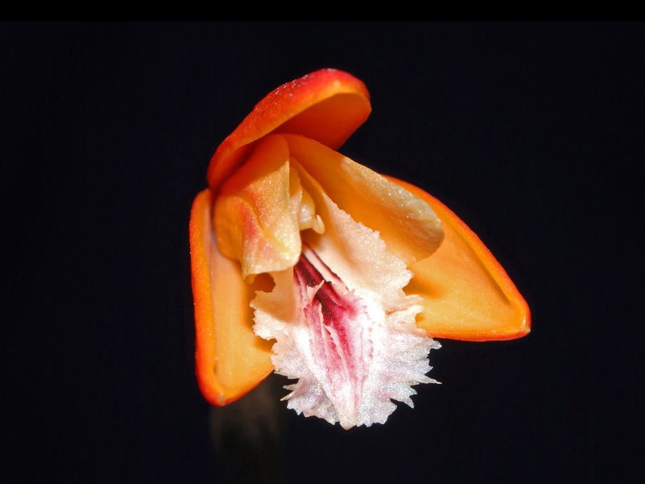 Sobralia crocea