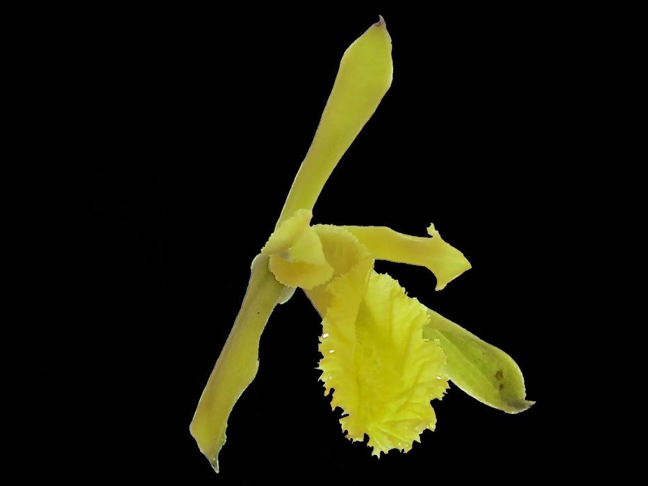 Sobralia dorbignyana