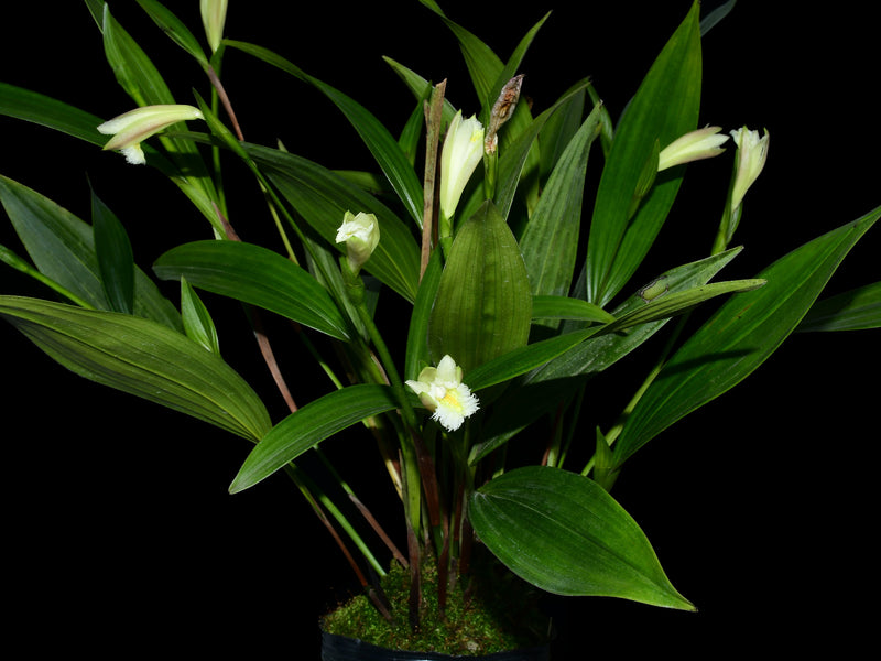 Sobralia fragrans