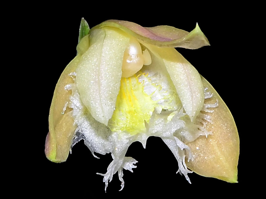 Sobralia fragrans