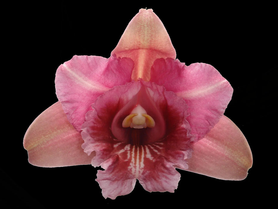 Sobralia gentryi