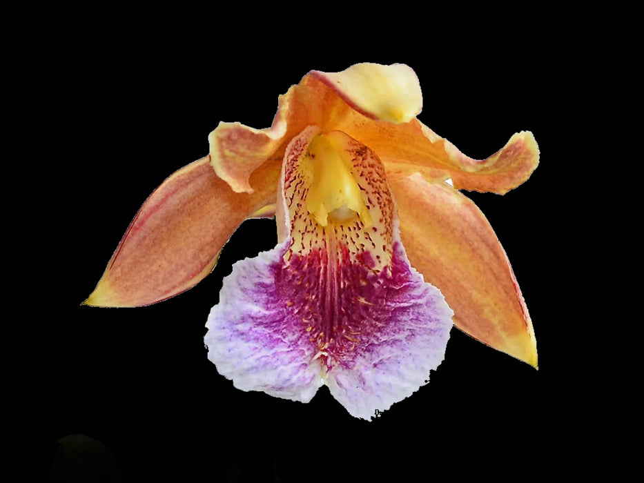 Sobralia hirtzii